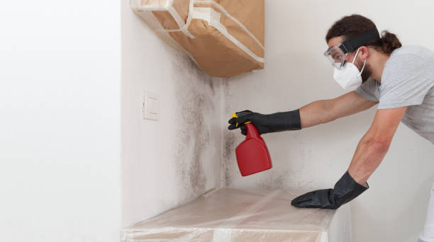 Basement Mold Remediation treatment on basement walls in Firestone